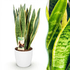 Sansevieria Laurentii (vrouwentong) in Potter-sierpot wit – Ø21 cm, 70–80 cm hoog