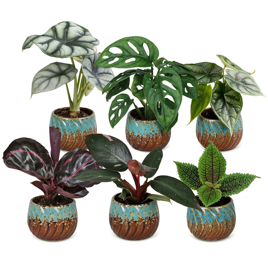 6× Jungpflanzen Dschungel-Mix inkl. Copper Reef – Ø6 cm, 10–15 cm hoch – Bild 2