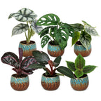 6× Jungpflanzen Dschungel-Mix inkl. Copper Reef – Ø6 cm, 10–15 cm hoch
