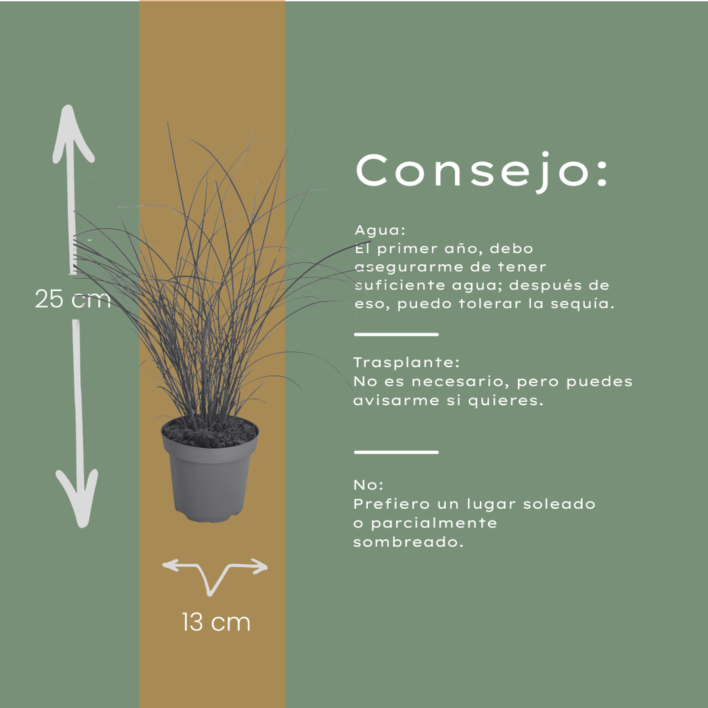 Miscanthus sinensis 'Gracillimus' (Zierreisigras) – 6 Pflanzen, Ø12 cm – Bild 6