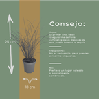 Miscanthus sinensis 'Gracillimus' (Zierreisigras) – 6 Pflanzen, Ø12 cm