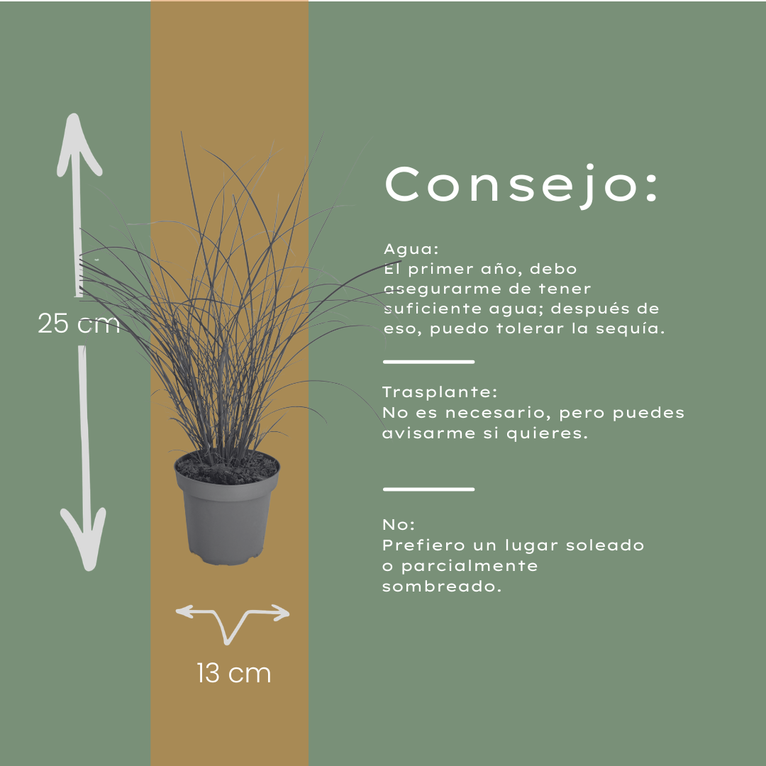 Miscanthus sinensis 'Gracillimus' (Zierreisigras) – 6 Pflanzen, Ø12 cm – Bild 6