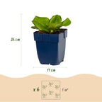 Bergenia cordifolia (elephant's ear) – pink – 12 plants, Ø11 cm, 15–25 cm high