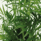2× Mexicaanse Bergpalm (Chamaedorea) – Ø17 cm, 55 cm hoog