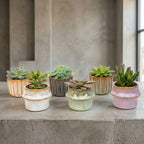 Vetplanten in keramische mini-potjes barcelona – Ø6 cm, 8–12 cm hoog – art. 57164