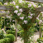 Jasminum stephanense (jasmin rose) – 6 plantes, Ø9 cm, 35 cm de haut