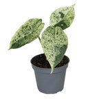 Alocasia Dragon Scale Mint Variegata (elefantøre) – Ø6 cm, 12 cm høj