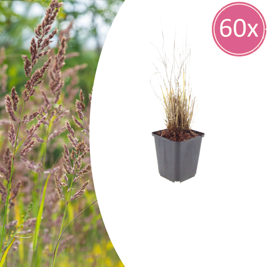 Calamagrostis brachytricha (struisriet) – 60 planten, Ø9 cm, 10–25 cm hoog