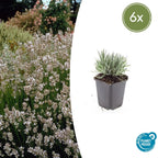 Lavandula int. 'Edelweiss' (lavender) – 6 plants, Ø9 cm, 10–25 cm high