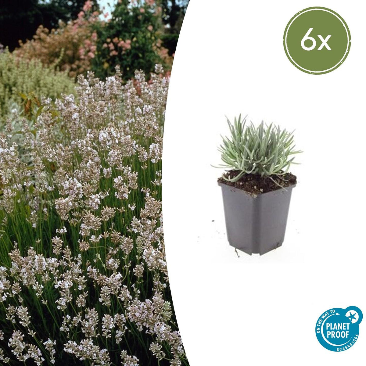 Lavandula int. 'Edelweiss' (lavendel) – 6 planten, Ø9 cm, 10–25 cm hoog