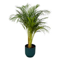 Areca palm (Dypsis) in Vibes Fold Round-sierpot blauw – Ø24 cm, 130 cm hoog
