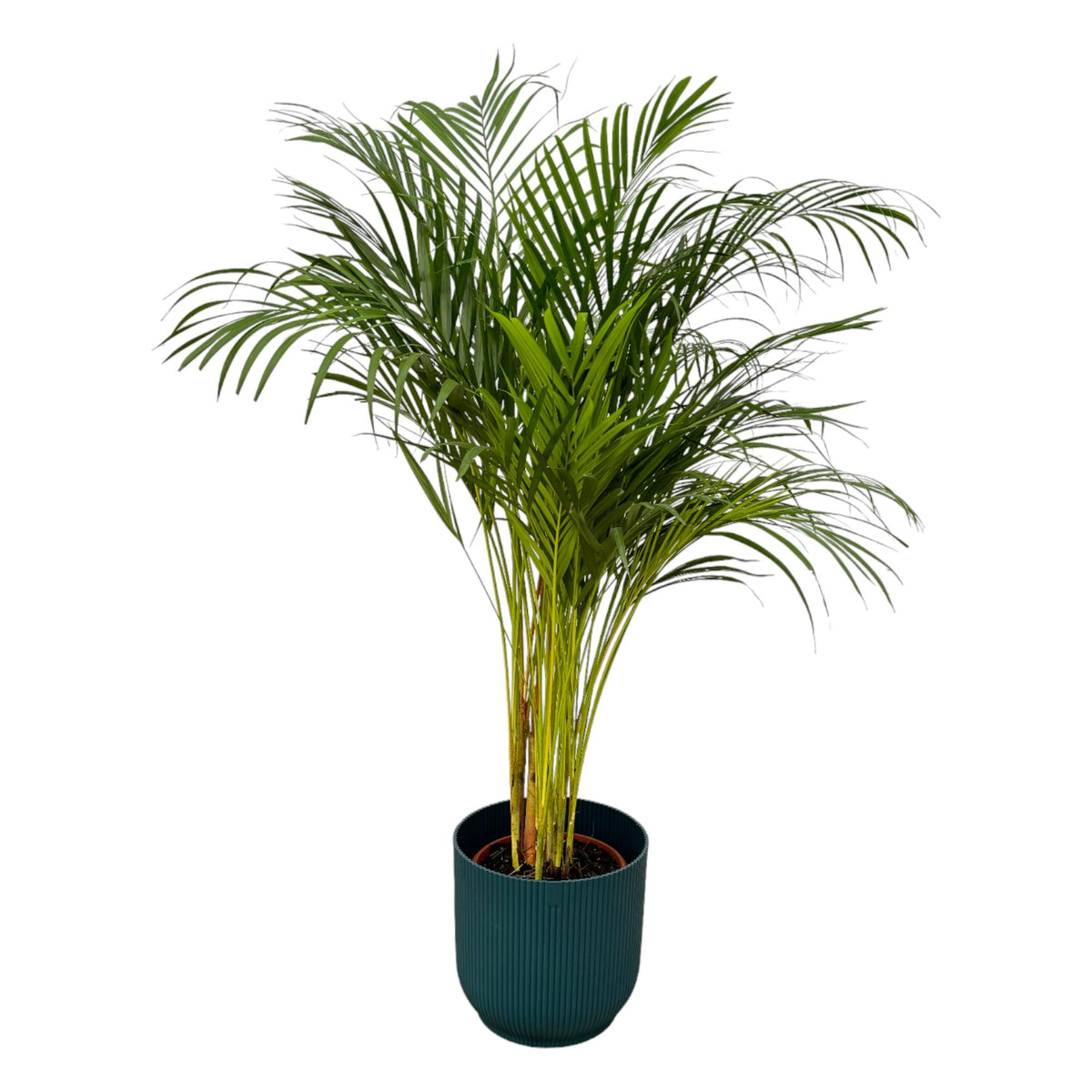 Palmier areca (Dypsis) dans pot décoratif Vibes Fold Round bleu – Ø24 cm, 130 cm de haut