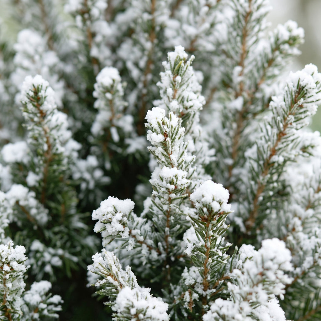 Picea glauca Conica (petit sapin de Noël) en toile de jute – Ø17 cm, 65 cm de haut – blanc