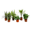 6× Verrassingsbox kamerplantjes – Ø12 cm, 40 cm hoog