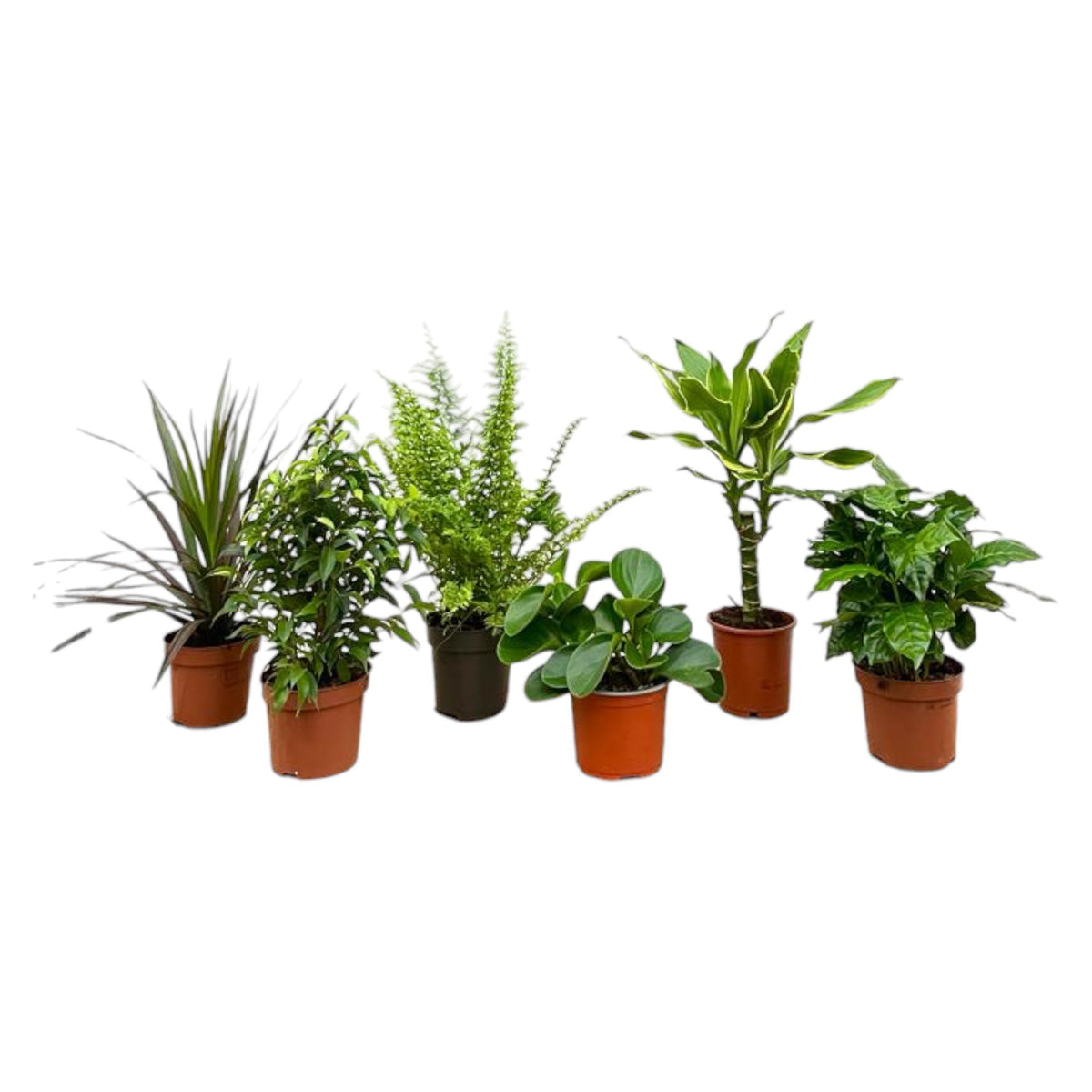 6× Verrassingsbox kamerplantjes – Ø12 cm, 40 cm hoog
