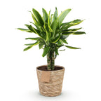 Dracaena fragrans Golden Coast (drakenboom) met mand – Ø17 cm, 50–55 cm hoog