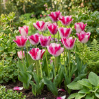 Tulipe 'Mata Hari' – 12 bulbes (calibre 11/12)