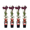 Clematis 'Niobe' (Waldrebe) – 4 Pflanzen, Ø15 cm, 65 cm hoch