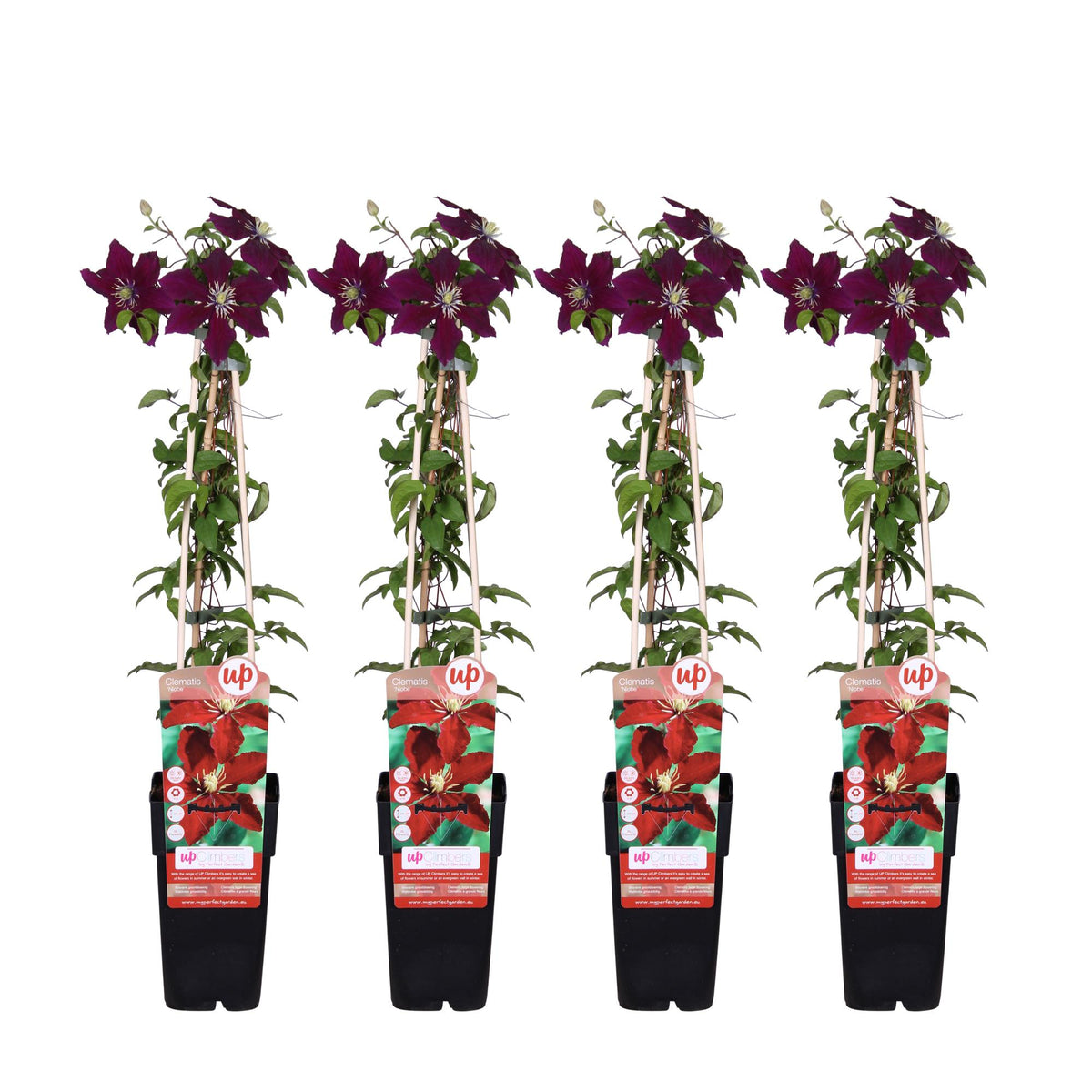 Clematis 'Niobe' (bosrank) – 4 planten, Ø15 cm, 65 cm hoog