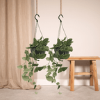 2× Scindapsus pictus (Epipremnum) – Ø15 cm, 20 cm høj