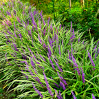 Liriope muscari 'Moneymaker' (lily grass) – 12 plants, Ø9 cm, 10–25 cm high