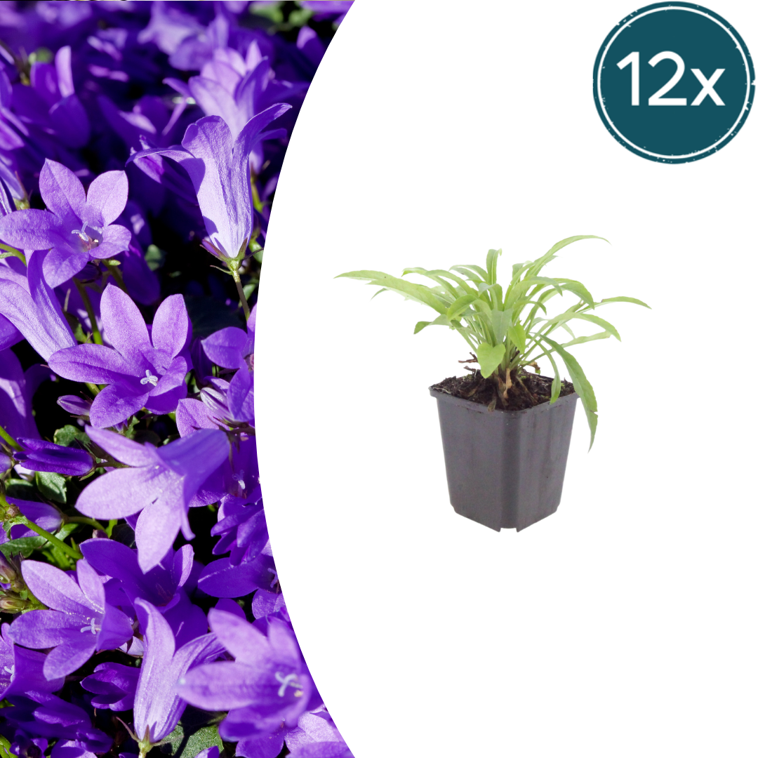 Campanula pers. 'Coerulea' (klokjesbloem) – 12 planten, Ø9 cm, 10–25 cm hoog