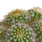 Kaktusmix (Cactaceae) i hvid potte – Ø6 cm, 40 cm høj