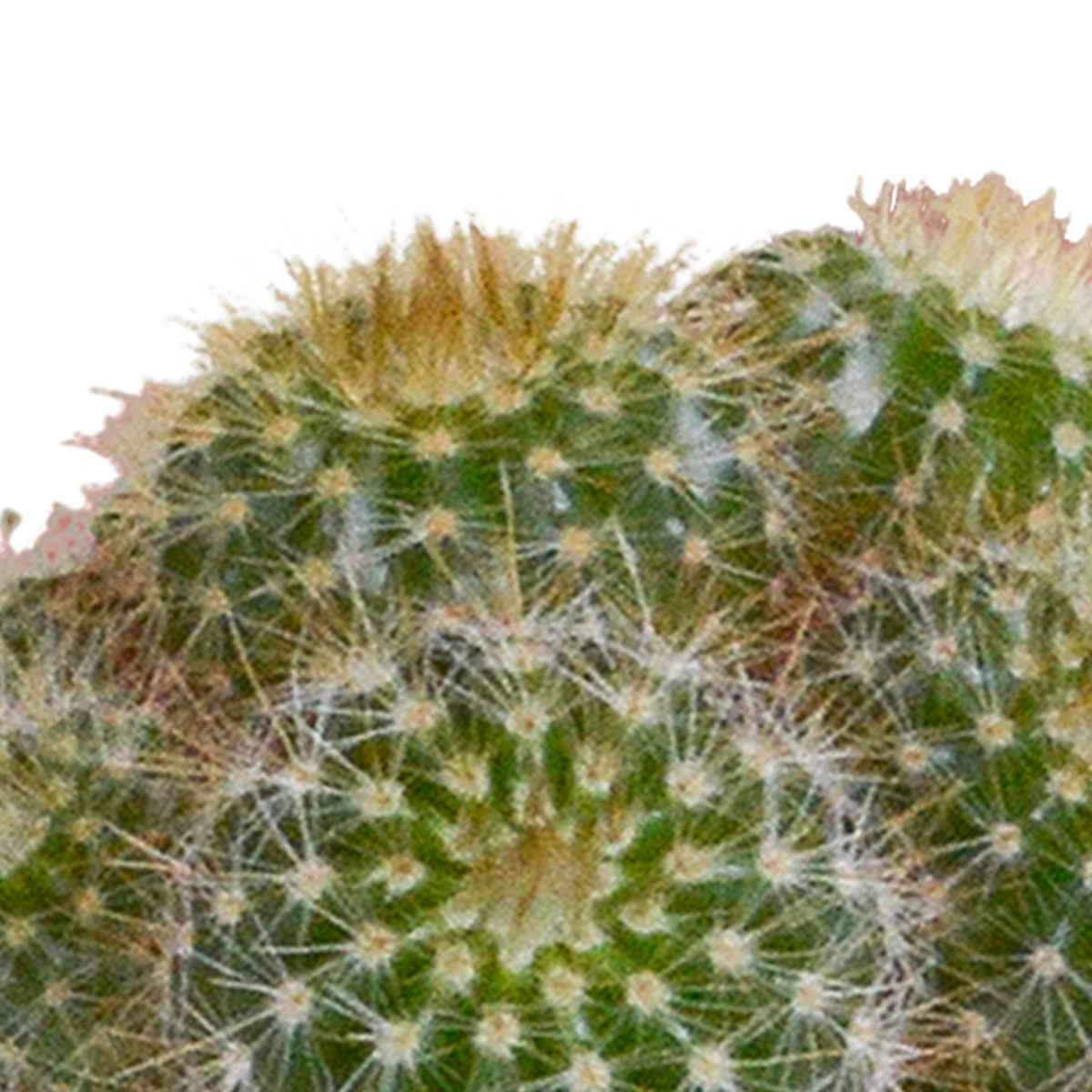 Kaktusmix (Cactaceae) i hvid potte – Ø6 cm, 40 cm høj