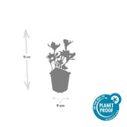 Pachysandra term. 'Variegata' (variegated pachysandra) – 6 plants, Ø9 cm, 10–25 cm high