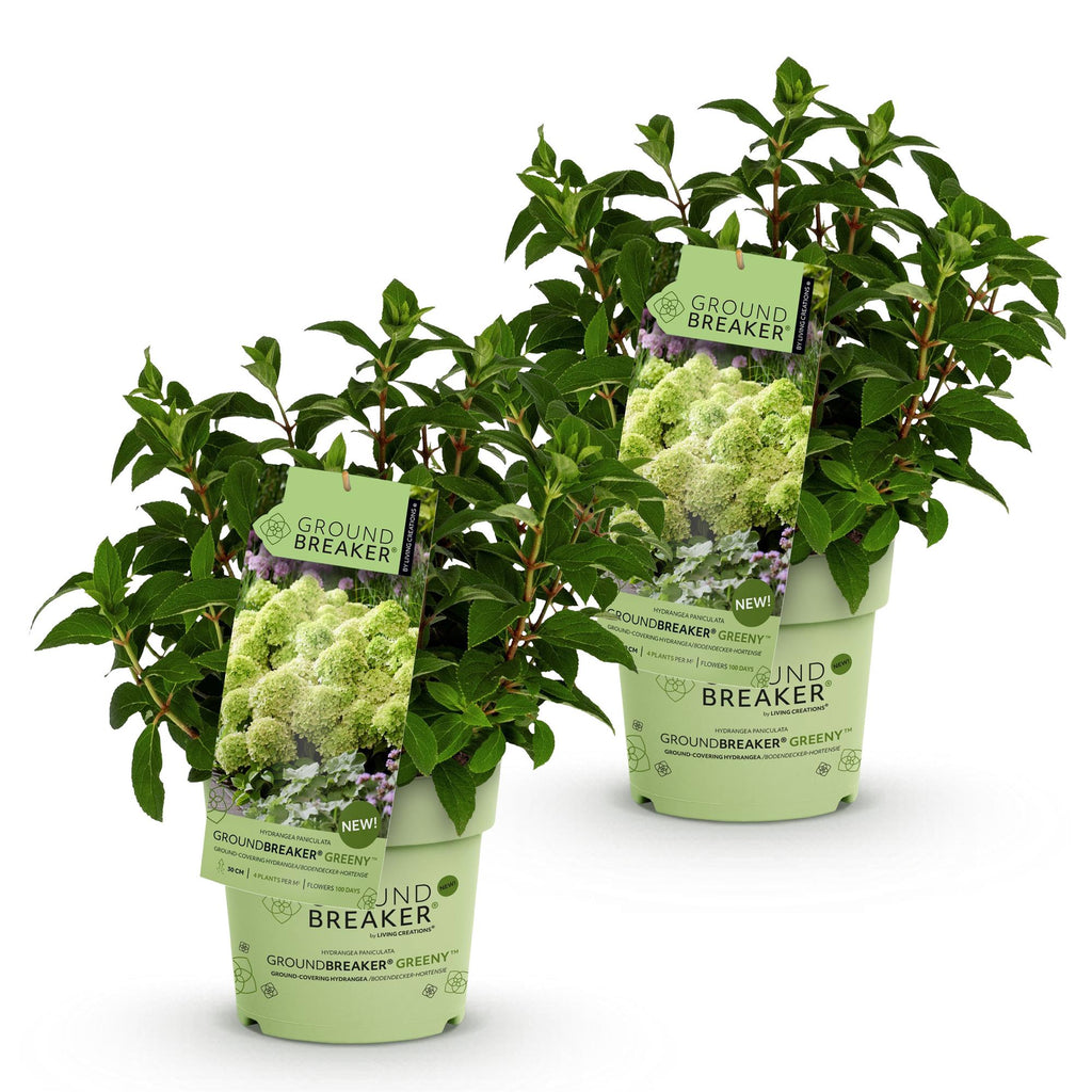 Hydrangea paniculata 'Groundbreaker Greeny' (hortensia paniculé) – crème – 2 plantes, Ø14 cm, 20–25 cm de haut – photo 2
