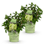 Hydrangea paniculata 'Groundbreaker Greeny' (hortensia paniculé) – crème – 2 plantes, Ø14 cm, 20–25 cm de haut
