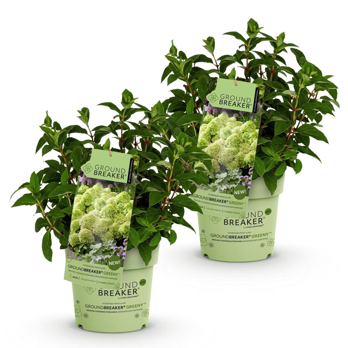 Hydrangea panniculata 'Groundbreaker Greeny' (pluimhortensia) – crème – 2 planten, Ø14 cm, 20–25 cm hoog