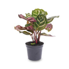 Calathea makoyana – Ø6 cm