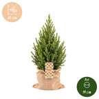 2× Picea glauca Conica (Weihnachtsbäumchen) in Jutegut – Ø19 cm, 65 cm hoch