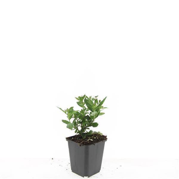 Aster ageratoides 'Stardust' – 48 Pflanzen, Ø9 cm, 10–25 cm hoch