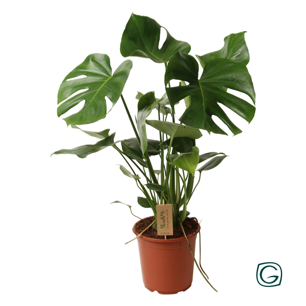 Monstera deliciosa (gatenplant) – Ø21 cm, 60 cm hoog