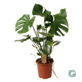 Monstera deliciosa (gatenplant) – Ø21 cm, 60 cm hoog