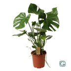 Monstera deliciosa (gatenplant) – Ø21 cm, 60 cm hoog
