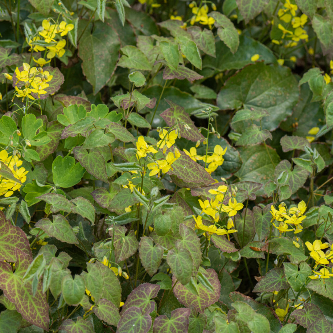 Epimedium perralc. 'Frohnleiten' (Elfenblume) – 60 Pflanzen, Ø9 cm, 10–25 cm hoch – Bild 8