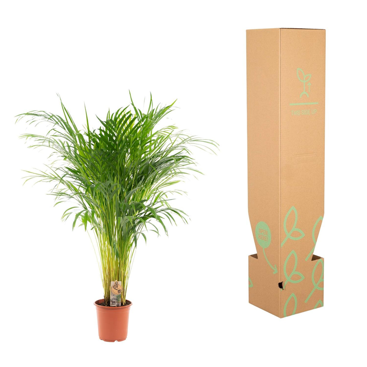 Arekapalmsväxt (Dypsis) – Ø21 cm, 100 cm hög