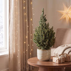 Picea glauca Sander's Blue (petit sapin de Noël) – Ø23 cm, 60 cm de haut