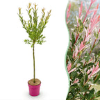 Salix 'Flamingo' (wilg) – Ø19 cm, 90–100 cm hoog