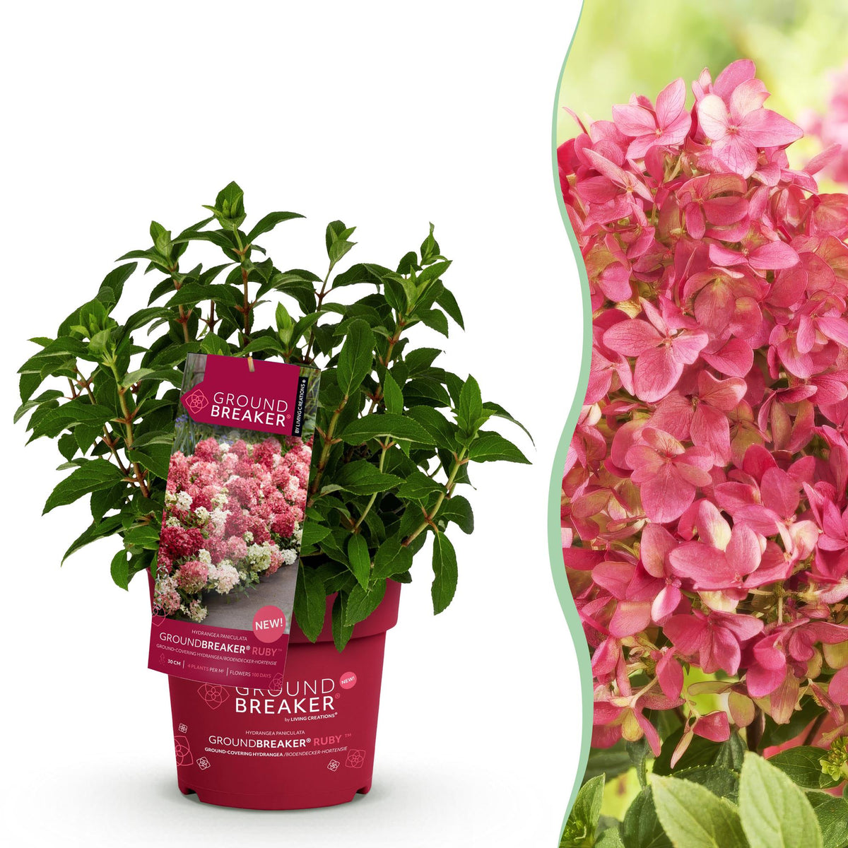 Hydrangea panniculata 'Groundbreaker Ruby' (pluimhortensia) – rood – Ø14 cm, 20–25 cm hoog