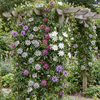 Passiflora 'Regenboog' (passiflore) – blanc-violet-rose – 8 plantes, Ø9 cm, 35 cm de haut