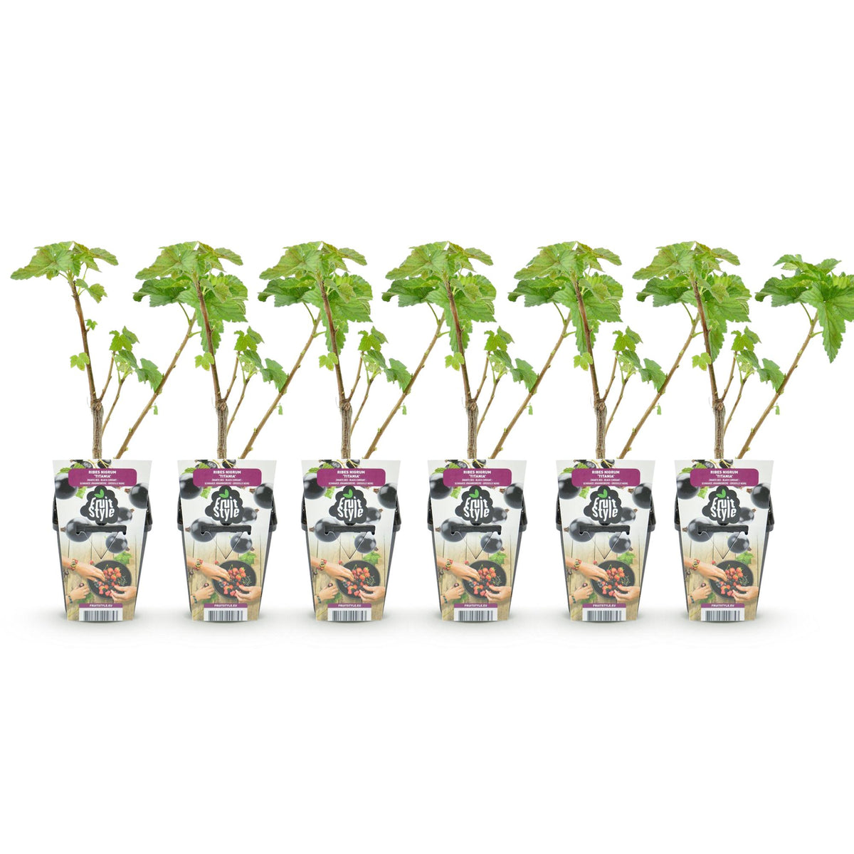 Ribes nigrum 'Titania' (sortribs) – 6 planter, Ø9 cm, 35 cm høje – billede 2