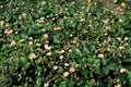 Fragaria vesca (wild strawberry) – 12 plants, Ø9 cm, 10–25 cm high