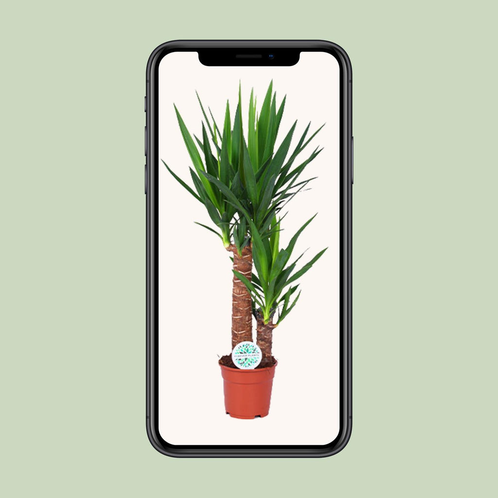 Yucca – Ø 17 cm, 80 cm hoch