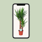 Yucca – Ø 17 cm, 80 cm hoch