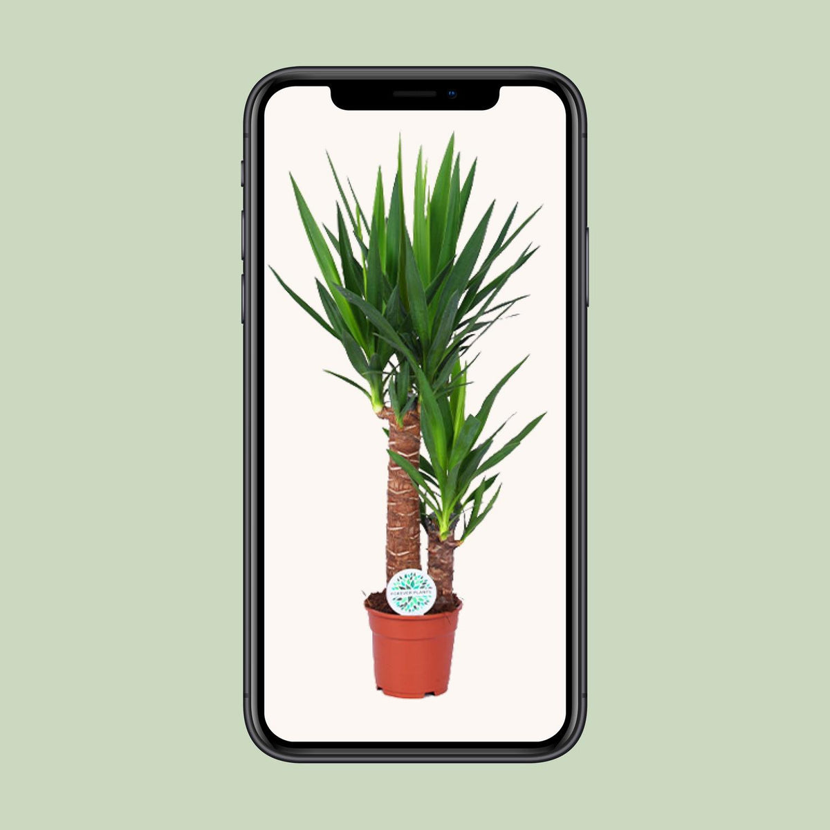 Yucca – Ø17 cm, 80 cm hoog