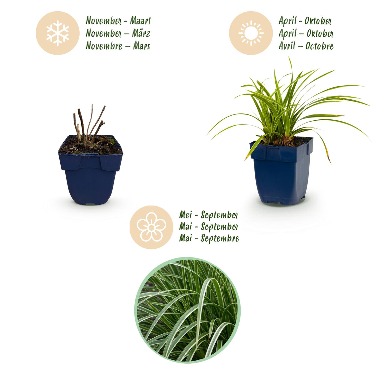 Carex morrowii 'Ice Dance' (laîch du Japon) – 12 plants, Ø11 cm, 15–25 cm de haut – photo 4